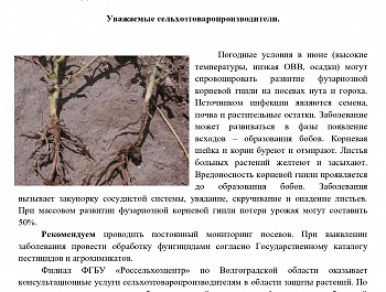 КАК ПОБЕДИТЬ ФУЗАРИОЗ НА ПОСЕВАХ ЗЕРНОБОБОВЫХ КУЛЬТУР
